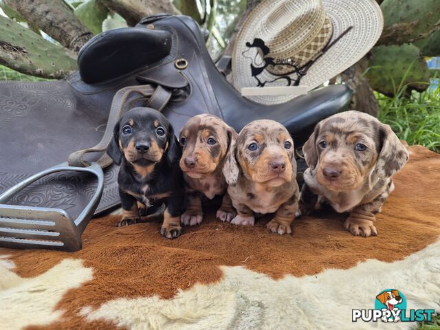Mini Dachshund