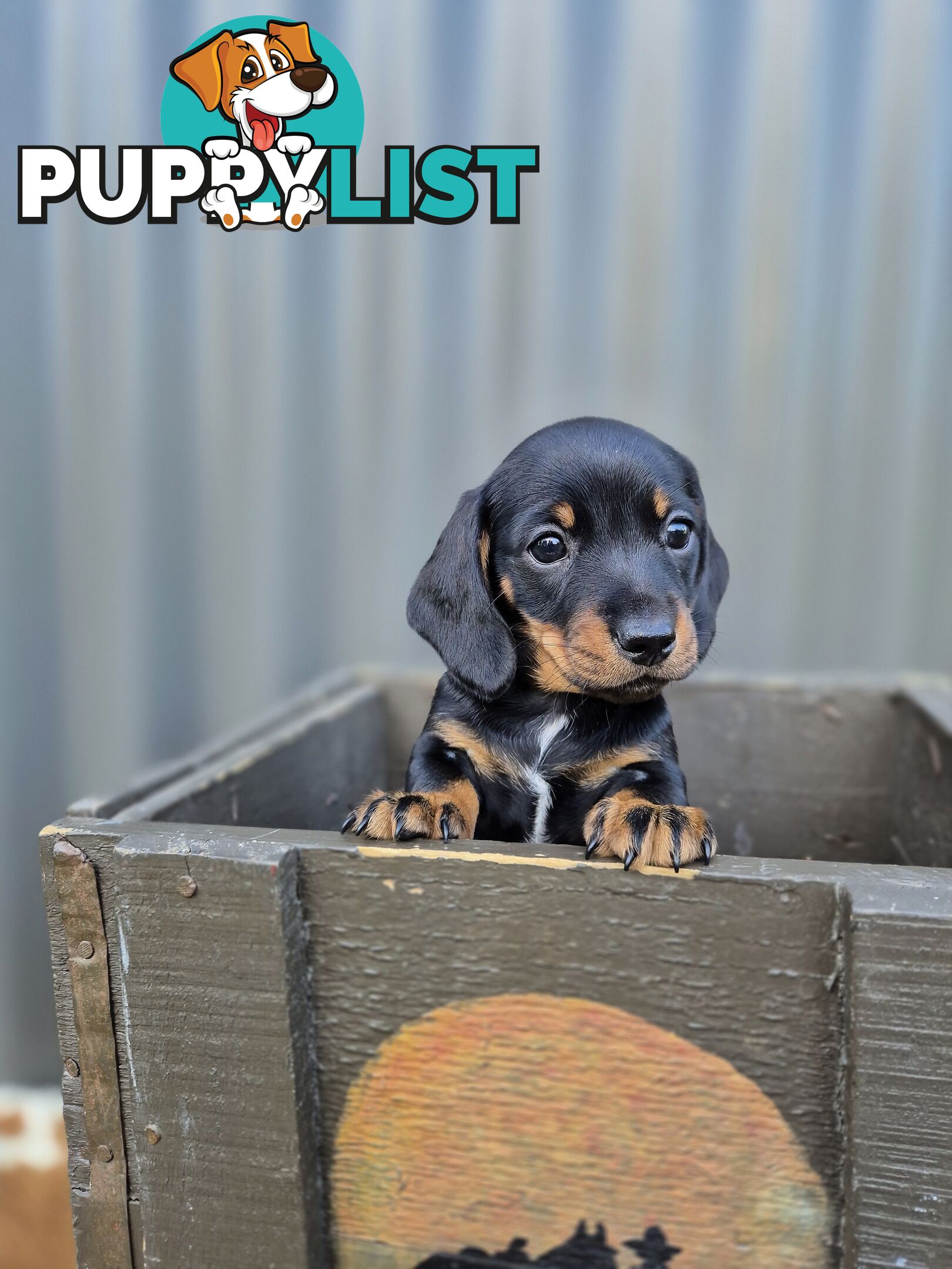 Mini Dachshund