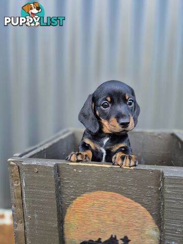 Mini Dachshund