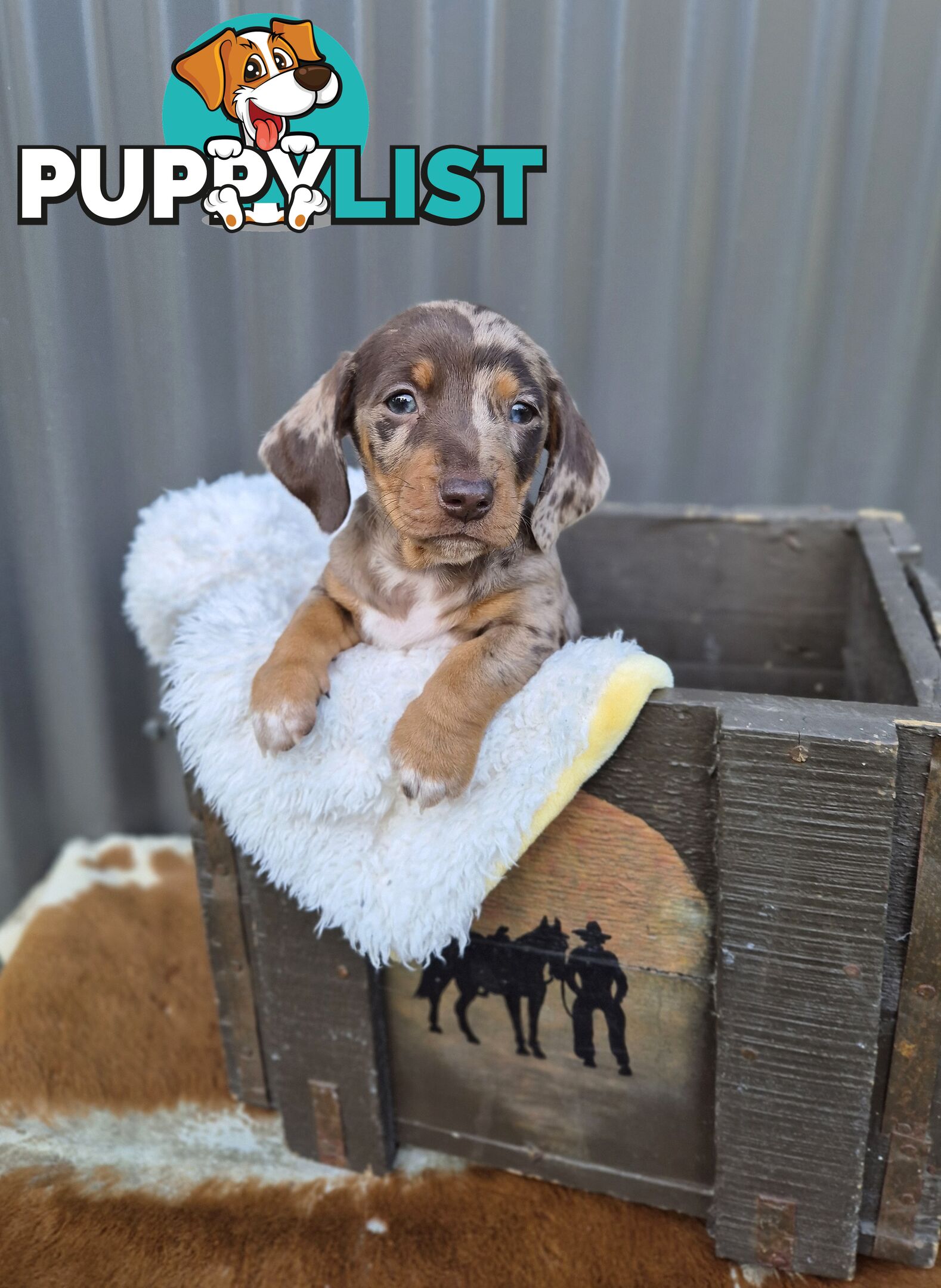 Mini Dachshund