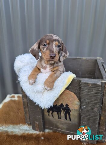 Mini Dachshund