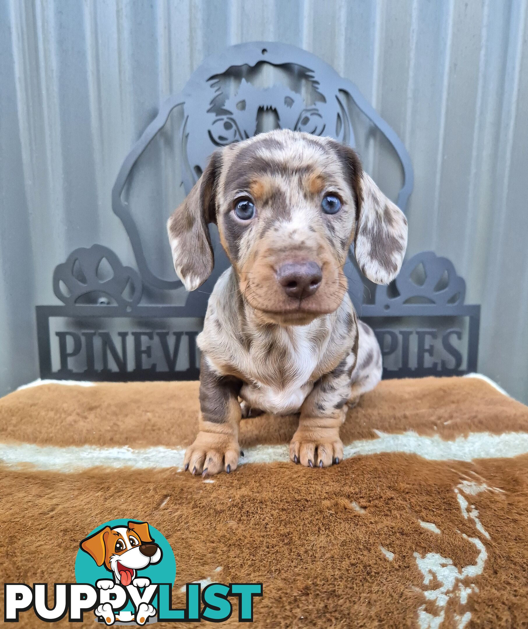 Mini Dachshund