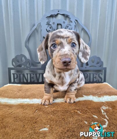 Mini Dachshund
