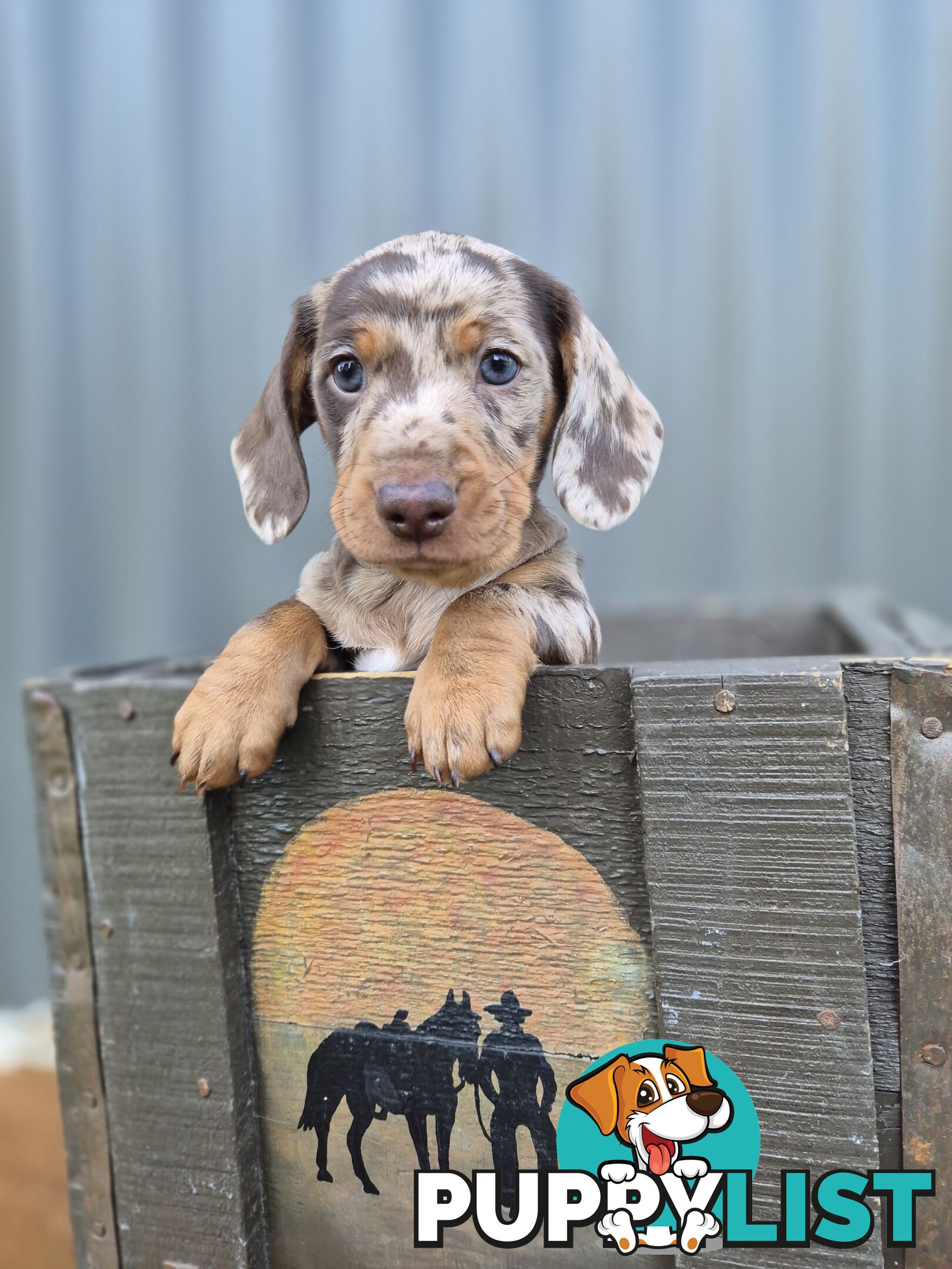Mini Dachshund