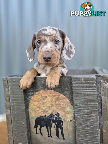 Mini Dachshund