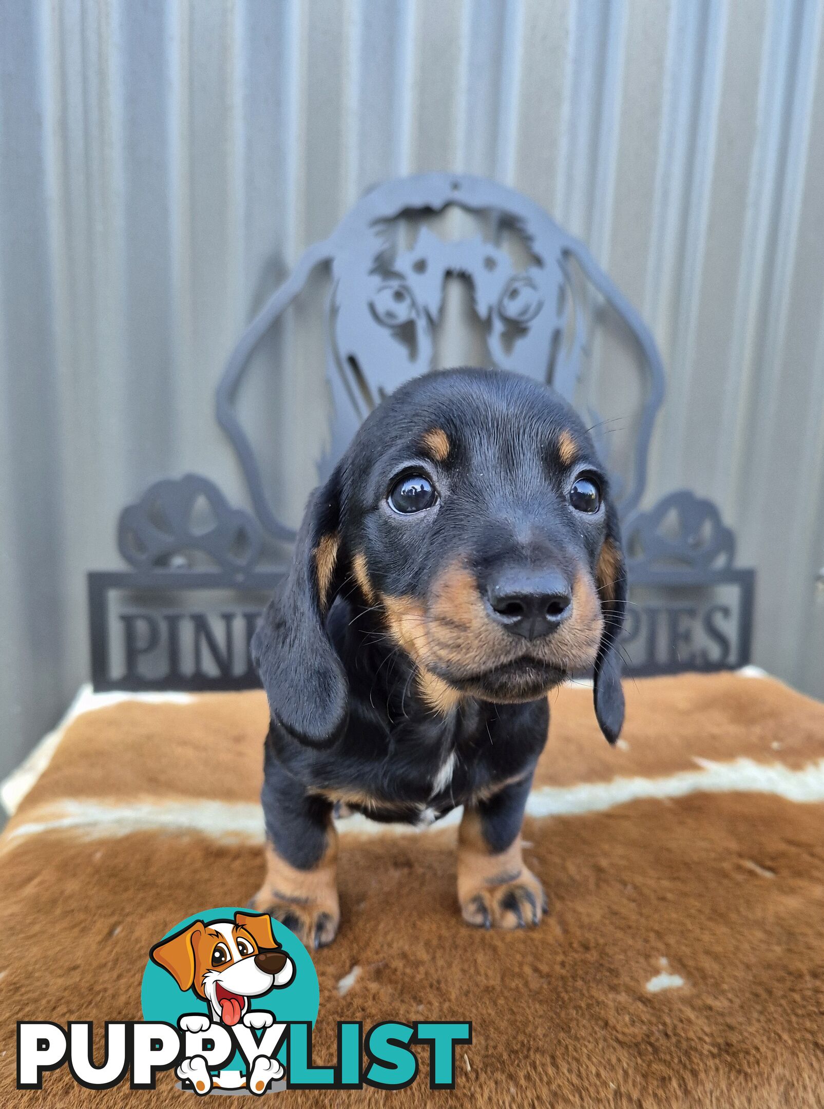 Mini Dachshund