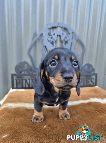 Mini Dachshund