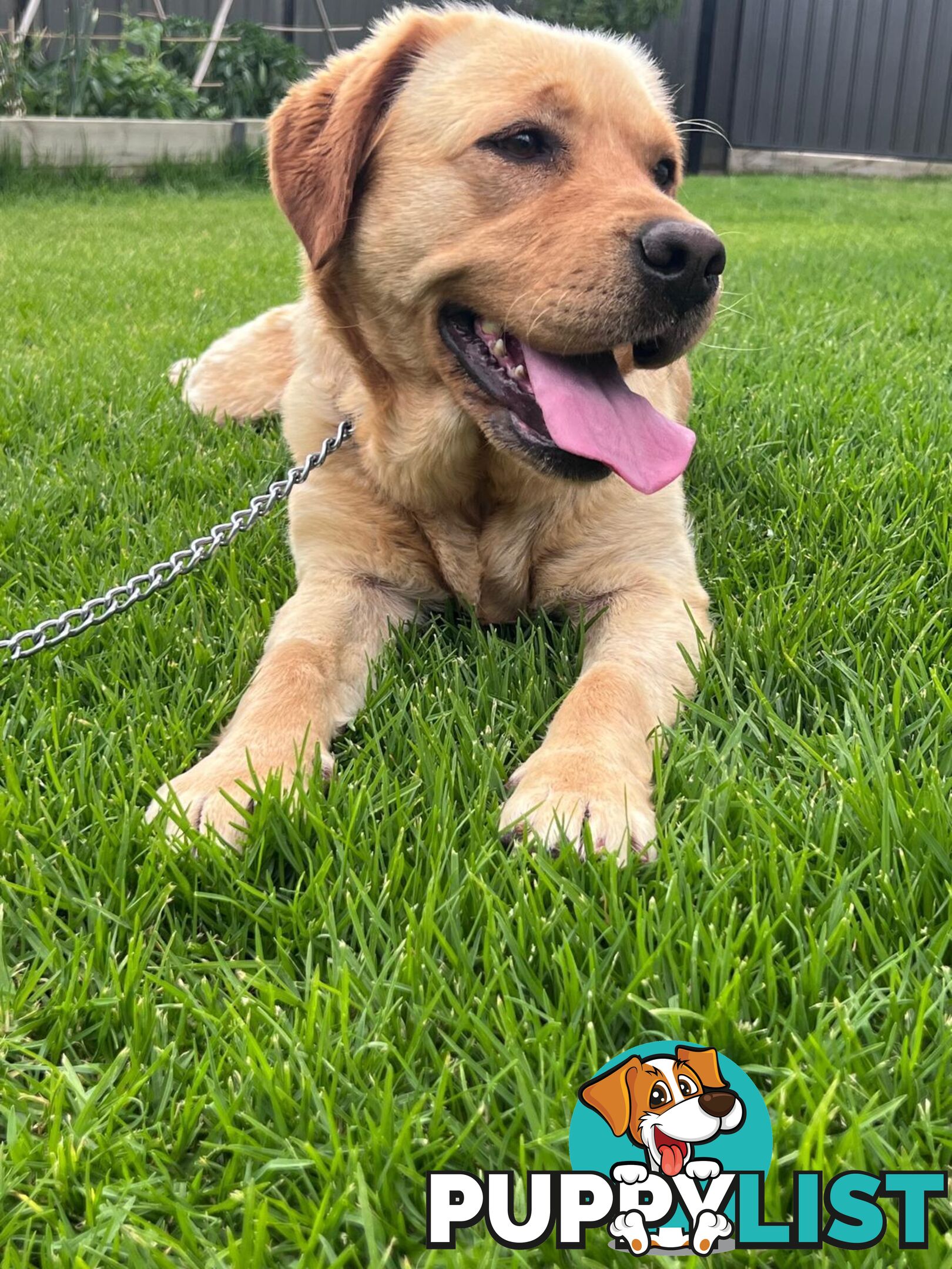 Yellow Lab Girl is Looking for a loving home