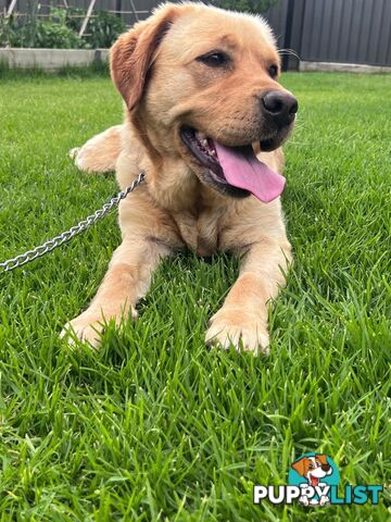 Yellow Lab Girl is Looking for a loving home