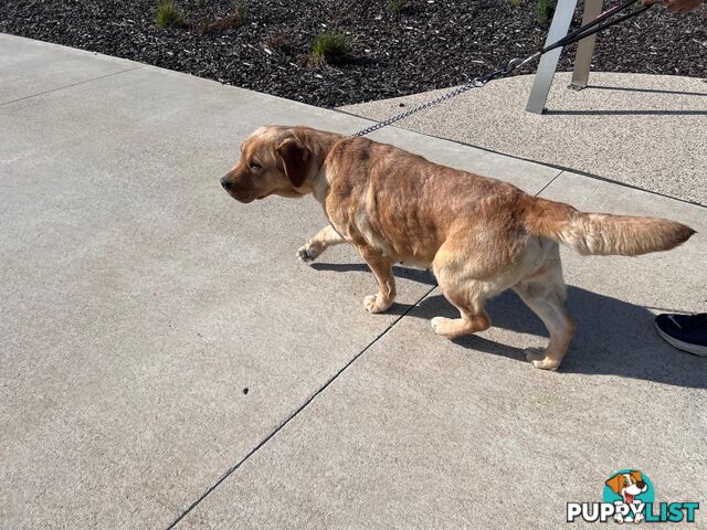 Yellow Lab Girl is Looking for a loving home