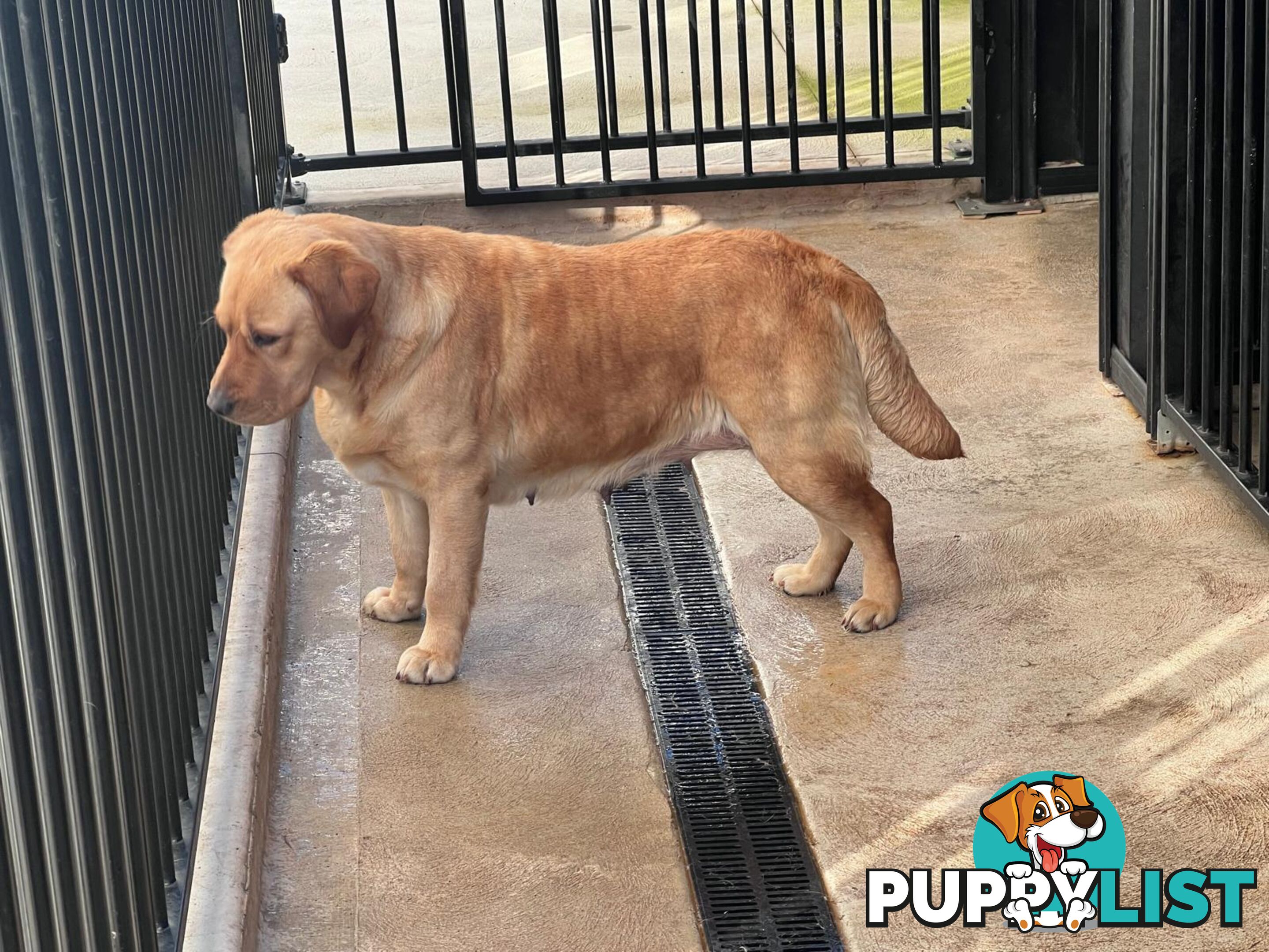 Yellow Lab Girl is Looking for a loving home