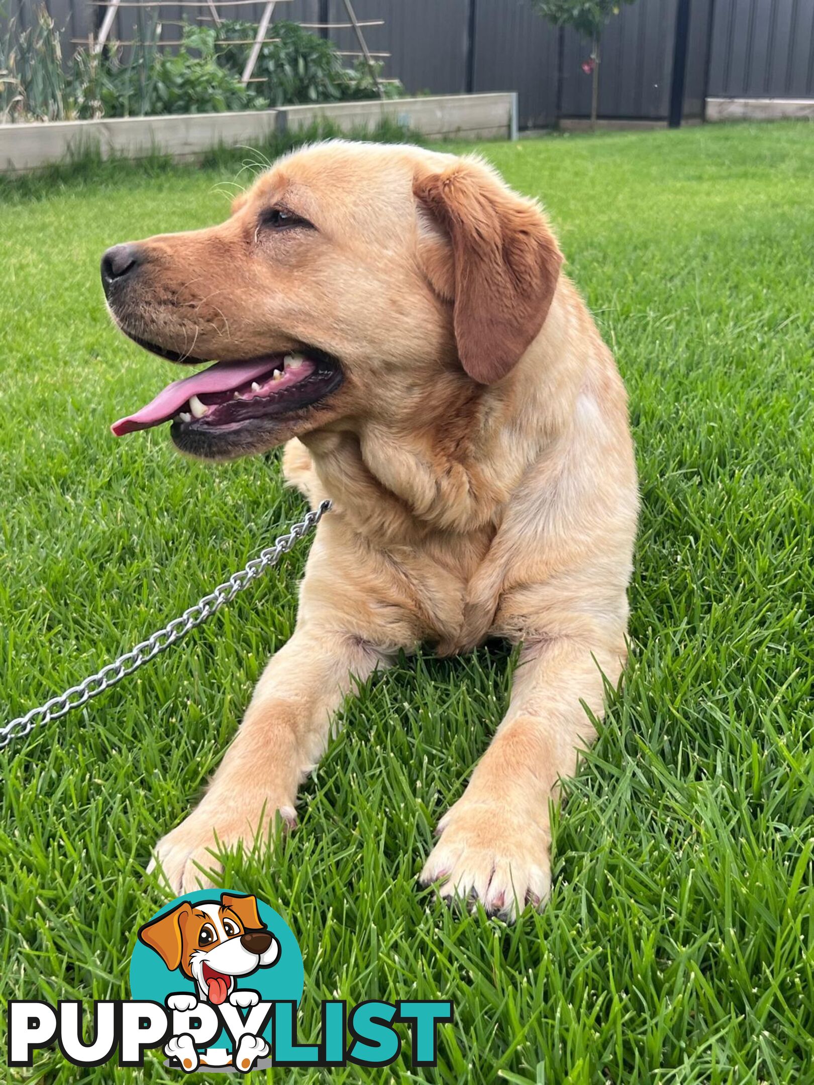 Yellow Lab Girl is Looking for a loving home