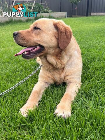 Yellow Lab Girl is Looking for a loving home