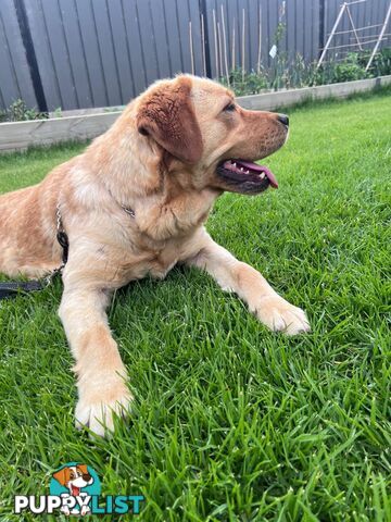 Yellow Lab Girl is Looking for a loving home