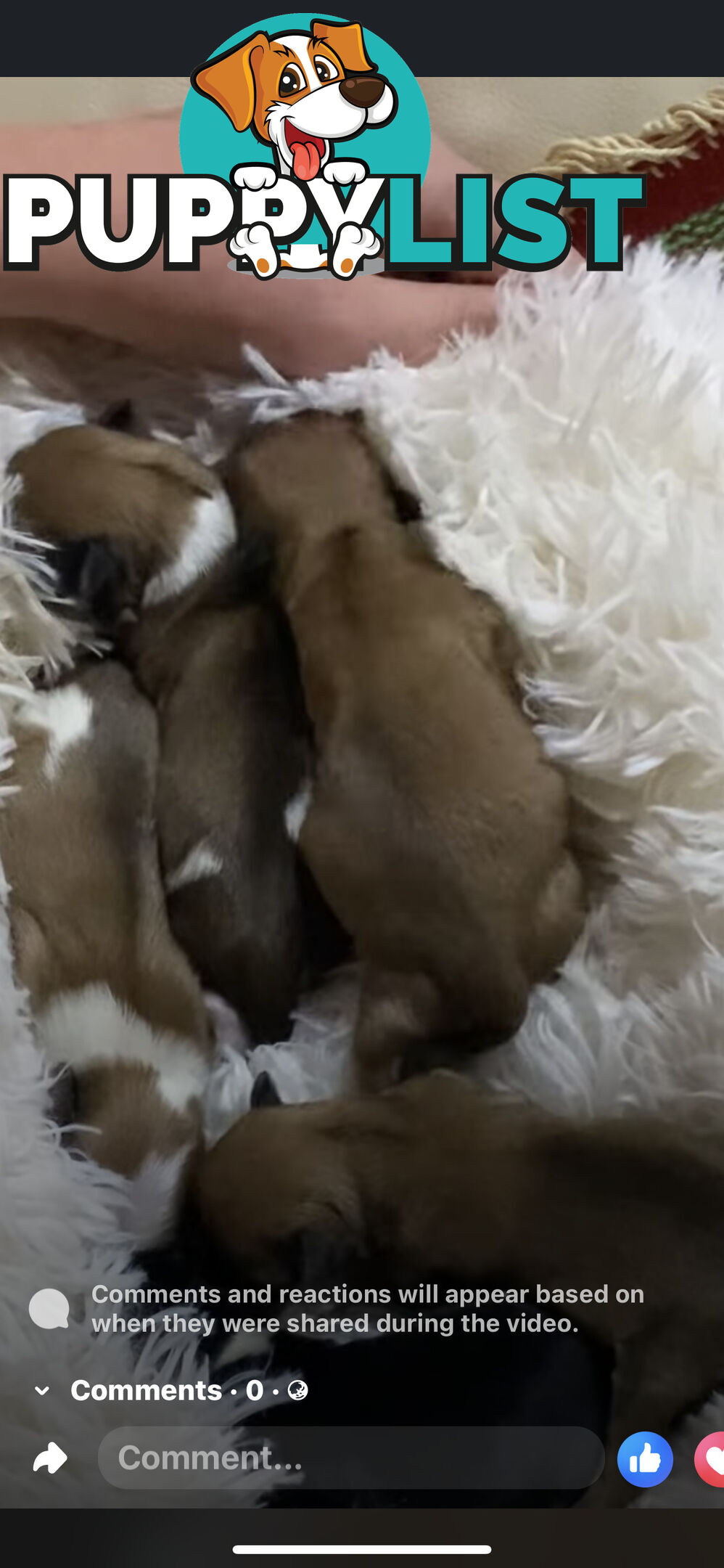 TEA CUP MORKIES Very rare
