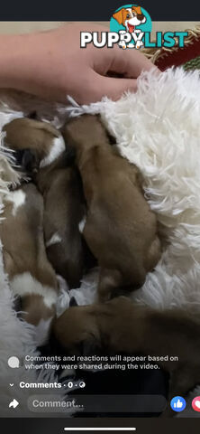 TEA CUP MORKIES Very rare