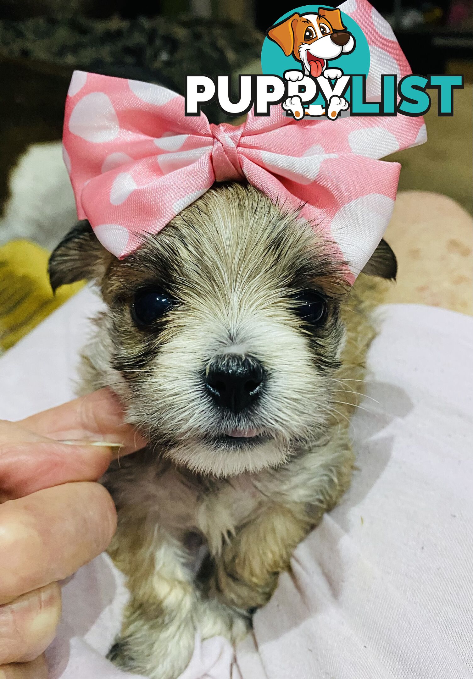 TEA CUP MORKIES Very rare