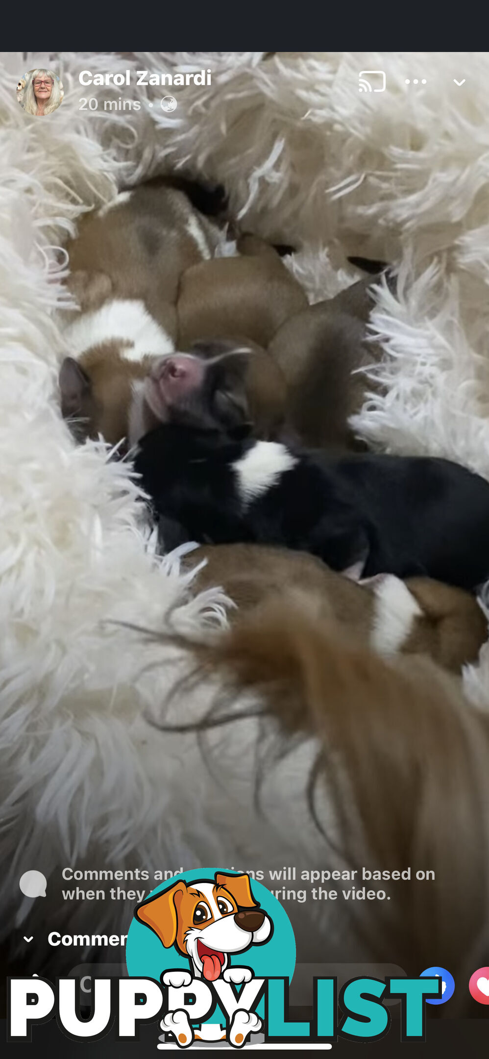 TEA CUP MORKIES Very rare
