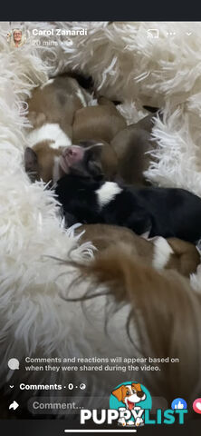 TEA CUP MORKIES Very rare