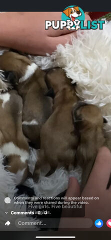 TEA CUP MORKIES Very rare