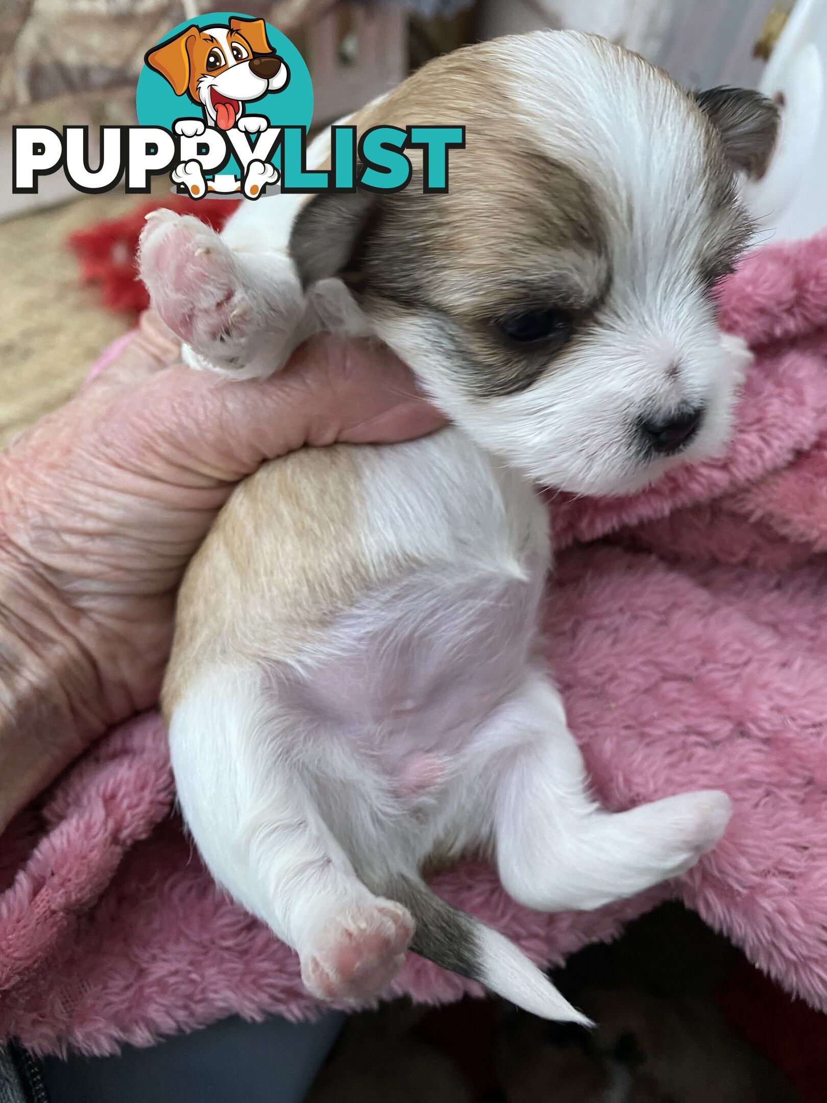 TEA CUP MORKIES Very rare
