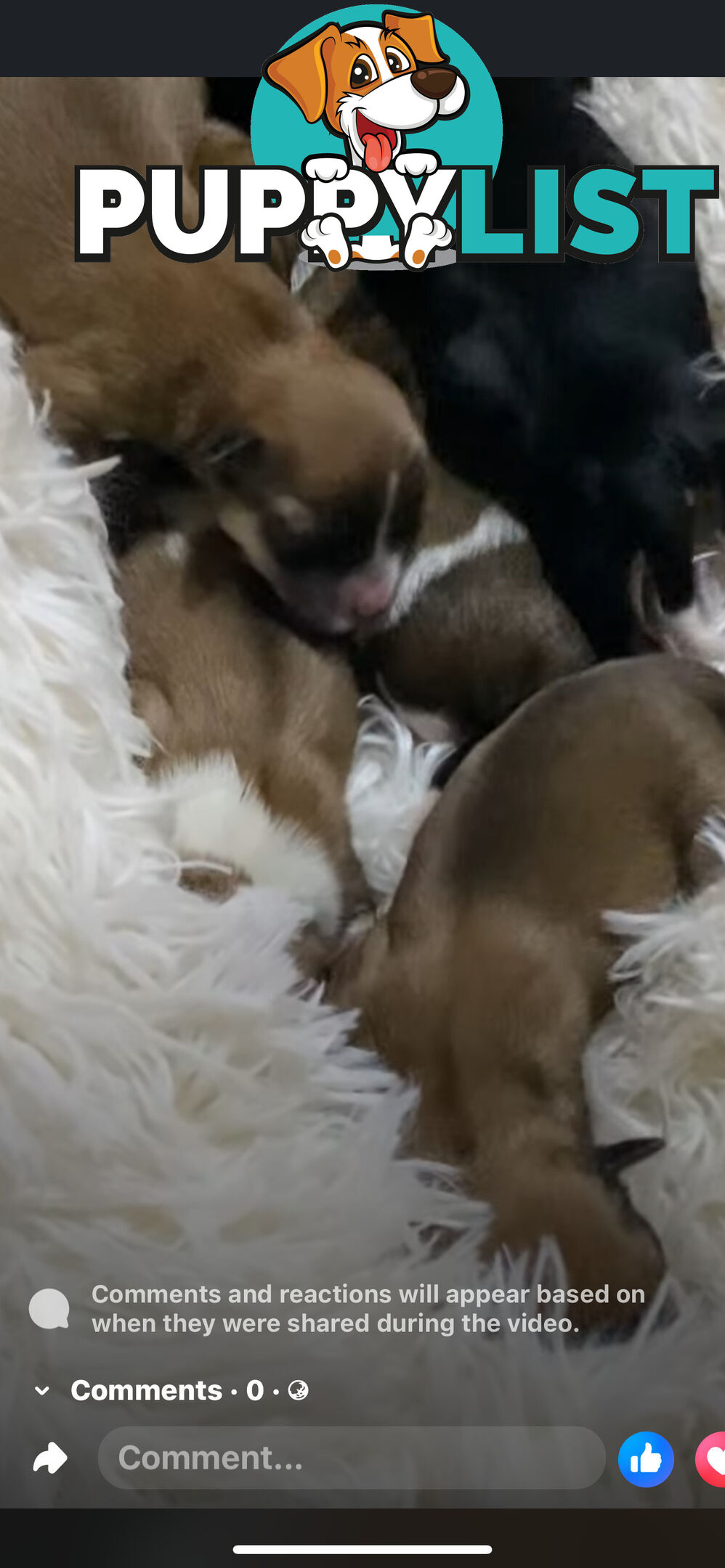 TEA CUP MORKIES Very rare