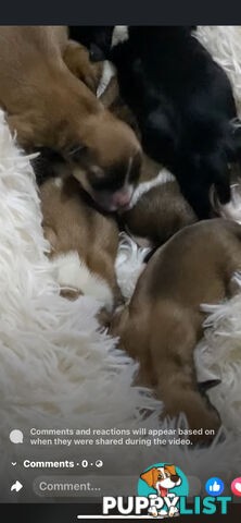 TEA CUP MORKIES Very rare