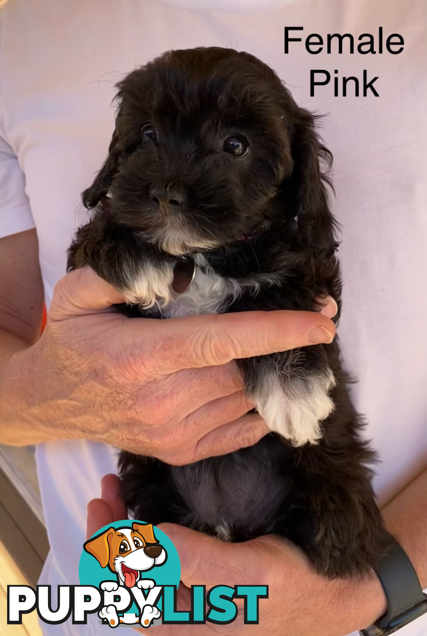 Adorable Cavoodle F1B Puppies for Sale - Ready Now!