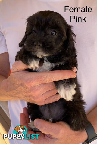 Adorable Cavoodle F1B Puppies for Sale - Ready Now!