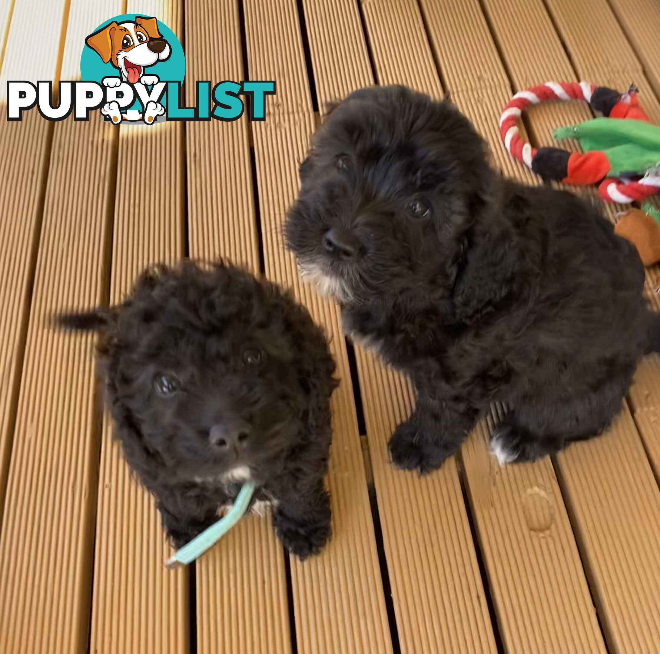 Adorable Cavoodle F1B Puppies for Sale - Ready Now!