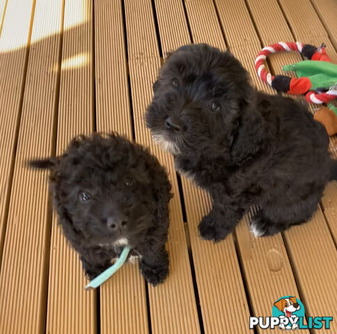 Adorable Cavoodle F1B Puppies for Sale!