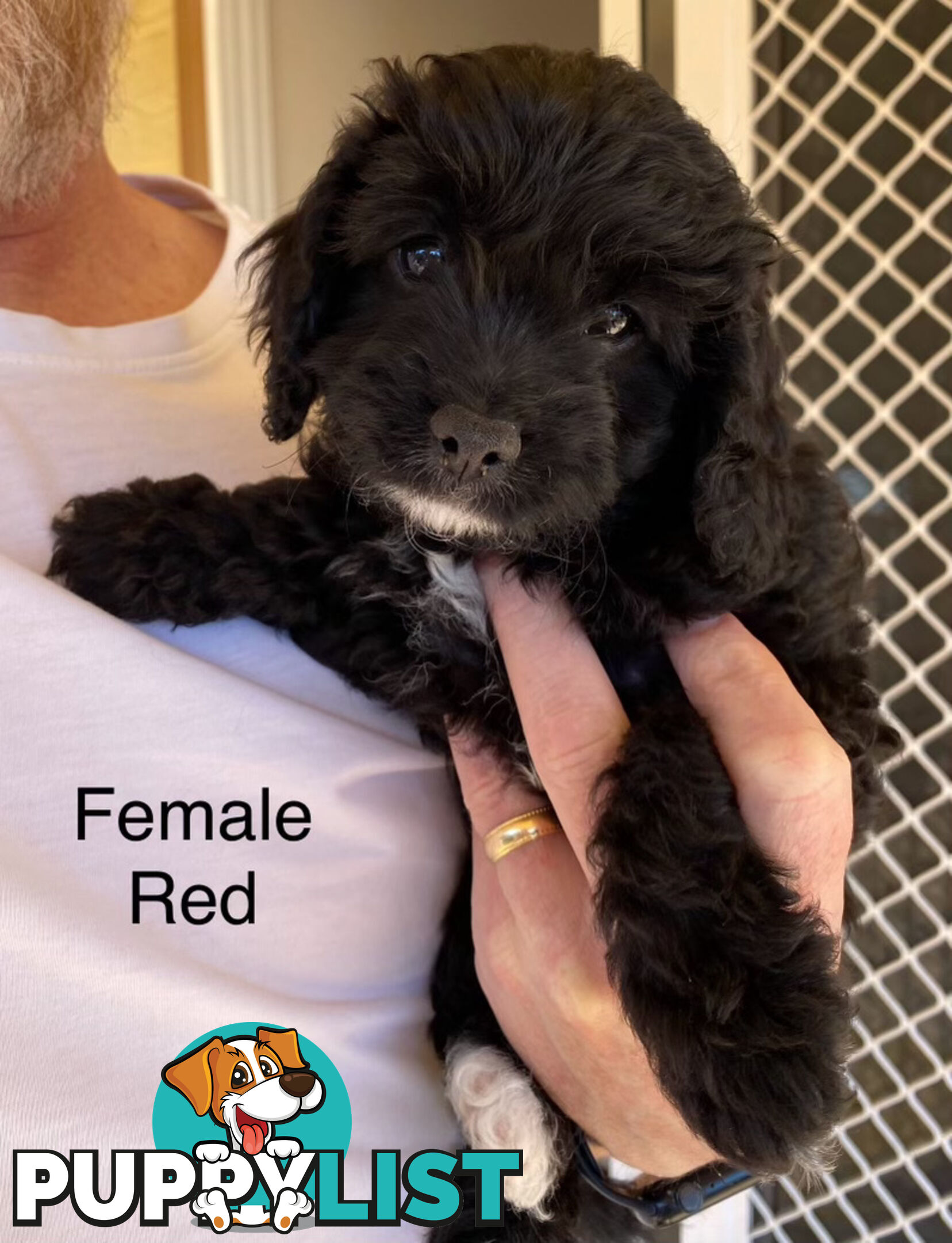 Adorable Cavoodle F1B Puppies for Sale - Ready Now!