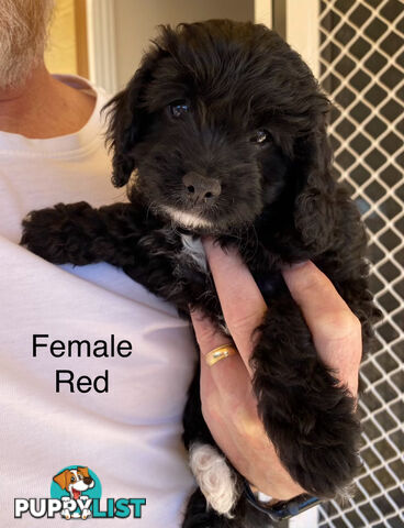 Adorable Cavoodle F1B Puppies for Sale!