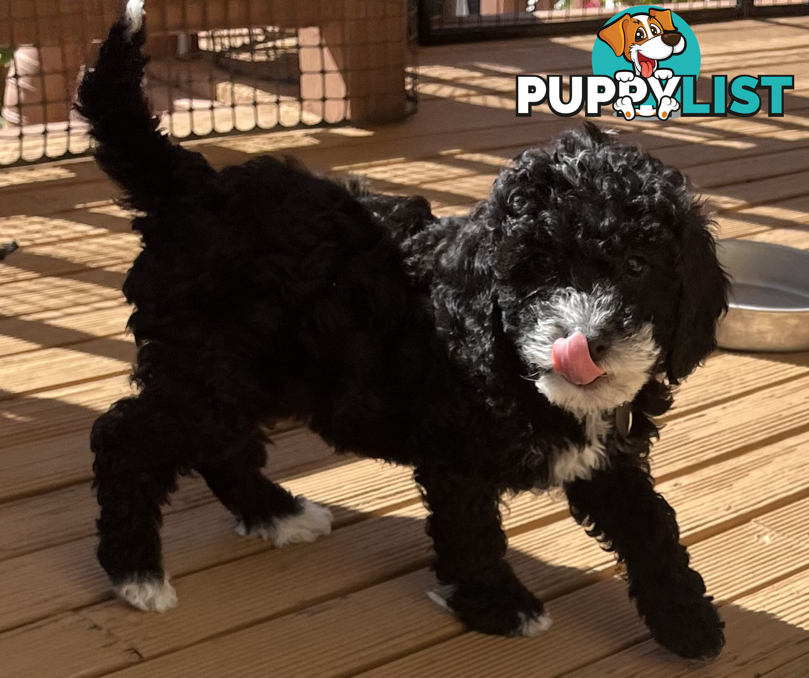 Adorable Cavoodle F1B Puppies for Sale - Ready Now!