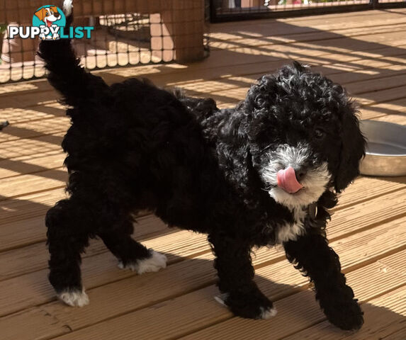 Adorable Cavoodle F1B Puppies for Sale - Ready Now!