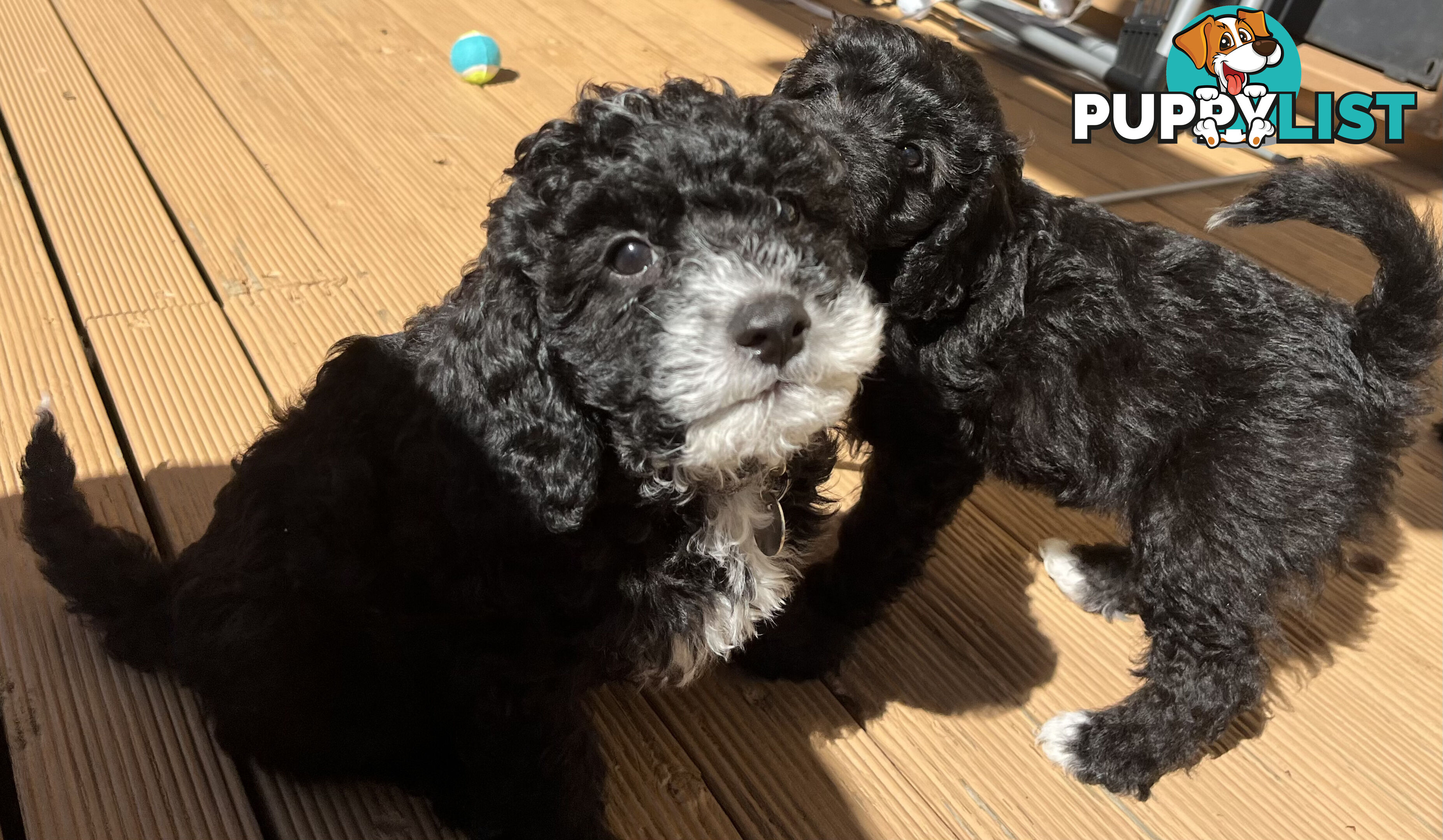 Adorable Cavoodle F1B Puppies for Sale - Ready Now!