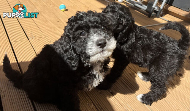 Adorable Cavoodle F1B Puppies for Sale - Ready Now!