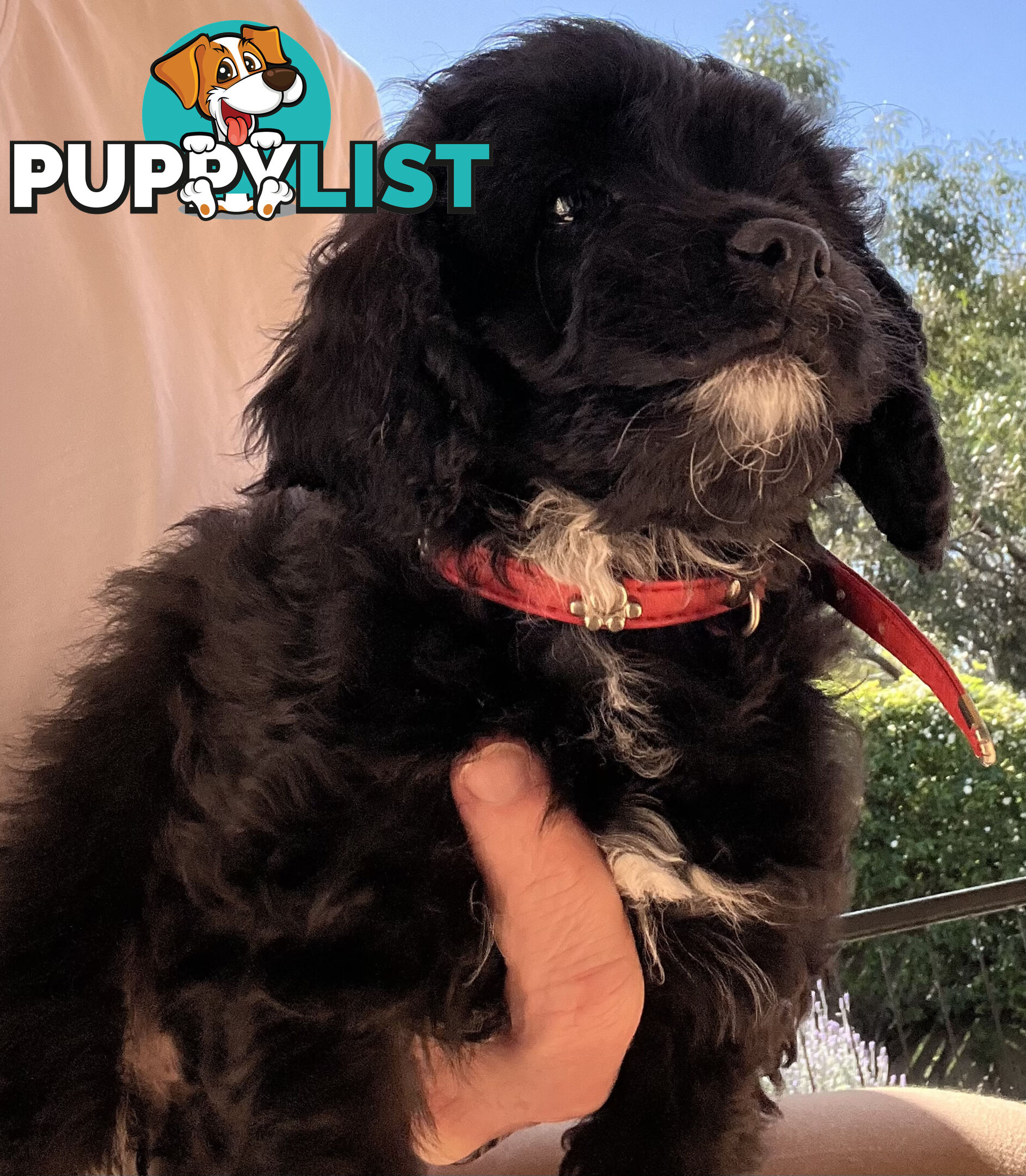 Adorable Cavoodle F1B Puppies for Sale - Ready Now!