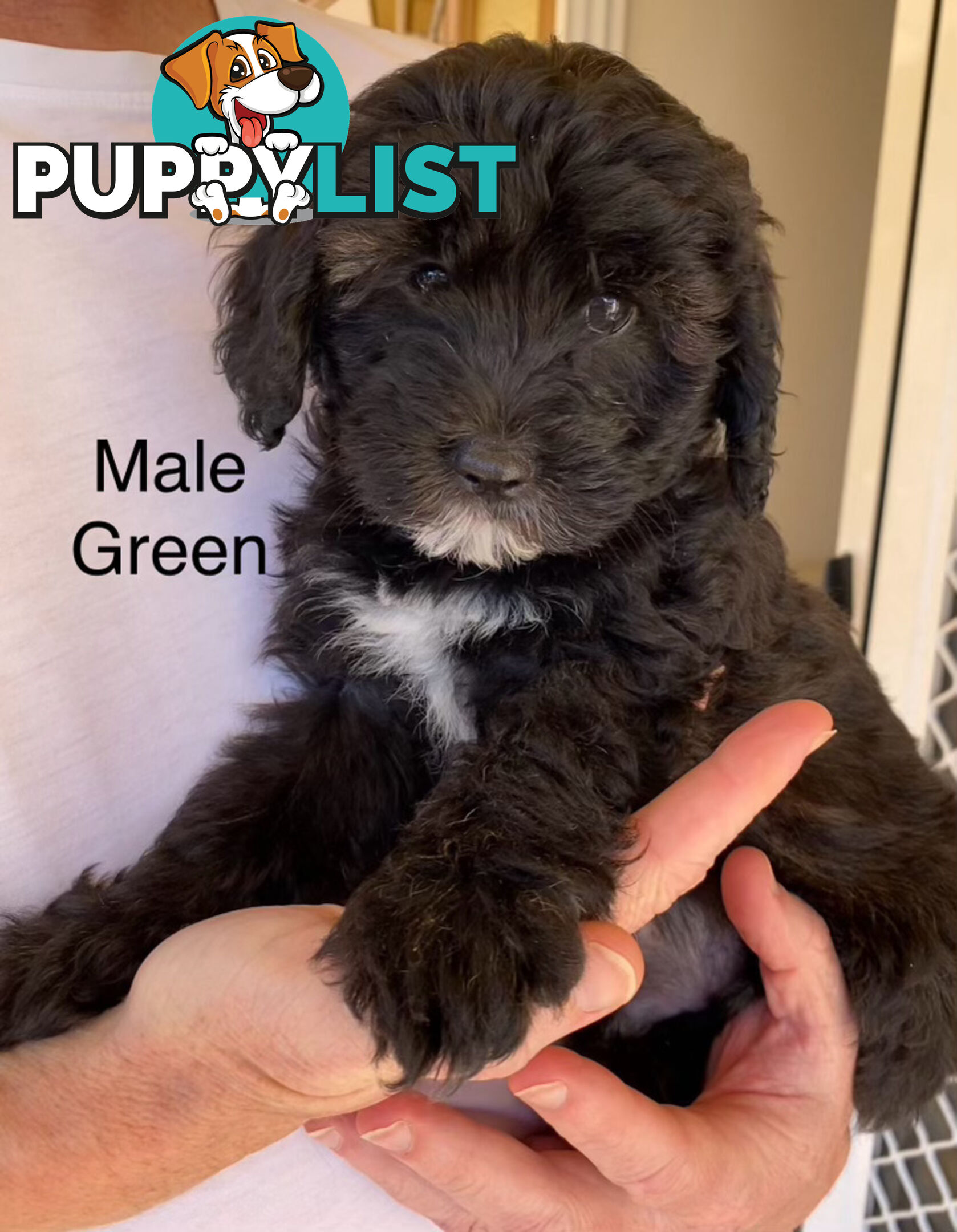 Adorable Cavoodle F1B Puppies for Sale - Ready Now!