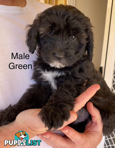 Adorable Cavoodle F1B Puppies for Sale - Ready Now!