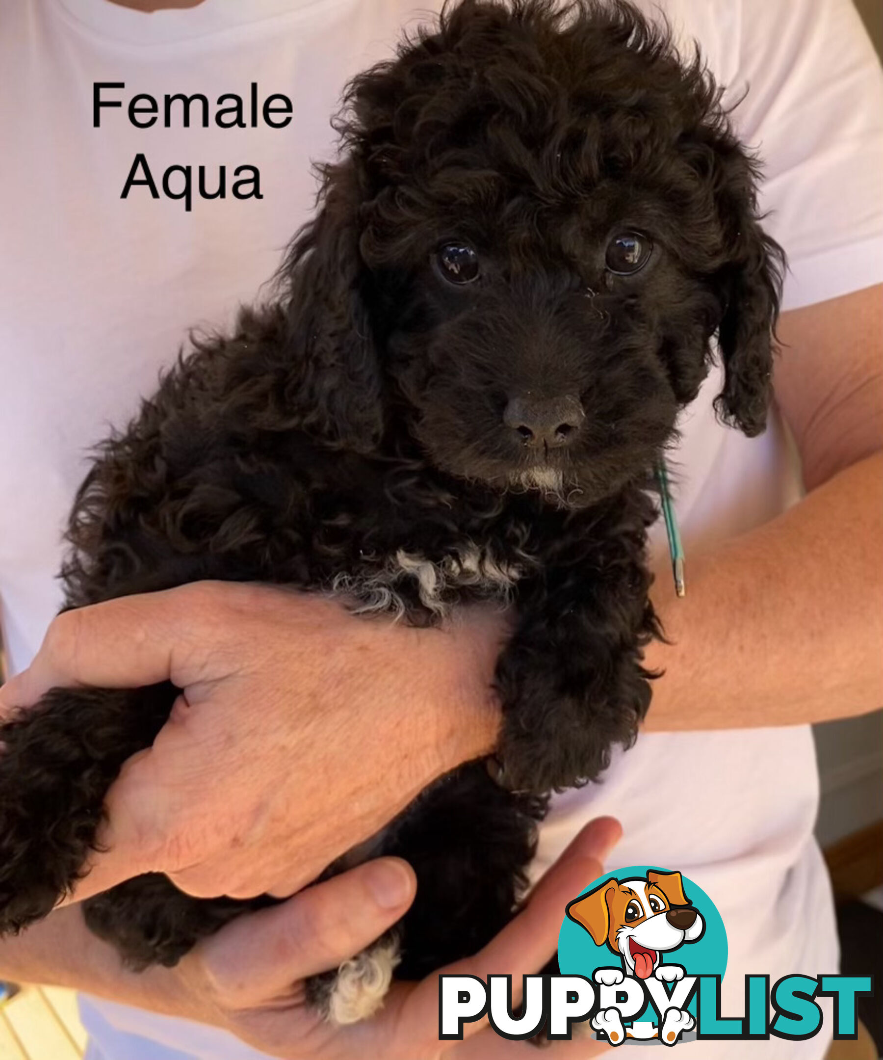 Adorable Cavoodle F1B Puppies for Sale - Ready Now!