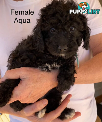 Adorable Cavoodle F1B Puppies for Sale - Ready Now!