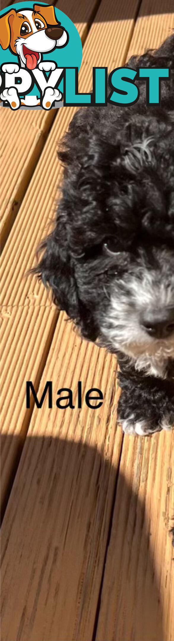 Adorable Cavoodle F1B Puppies for Sale - Ready Now!