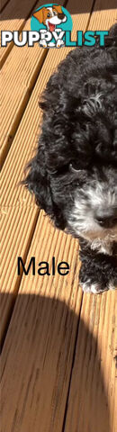 Adorable Cavoodle F1B Puppies for Sale!