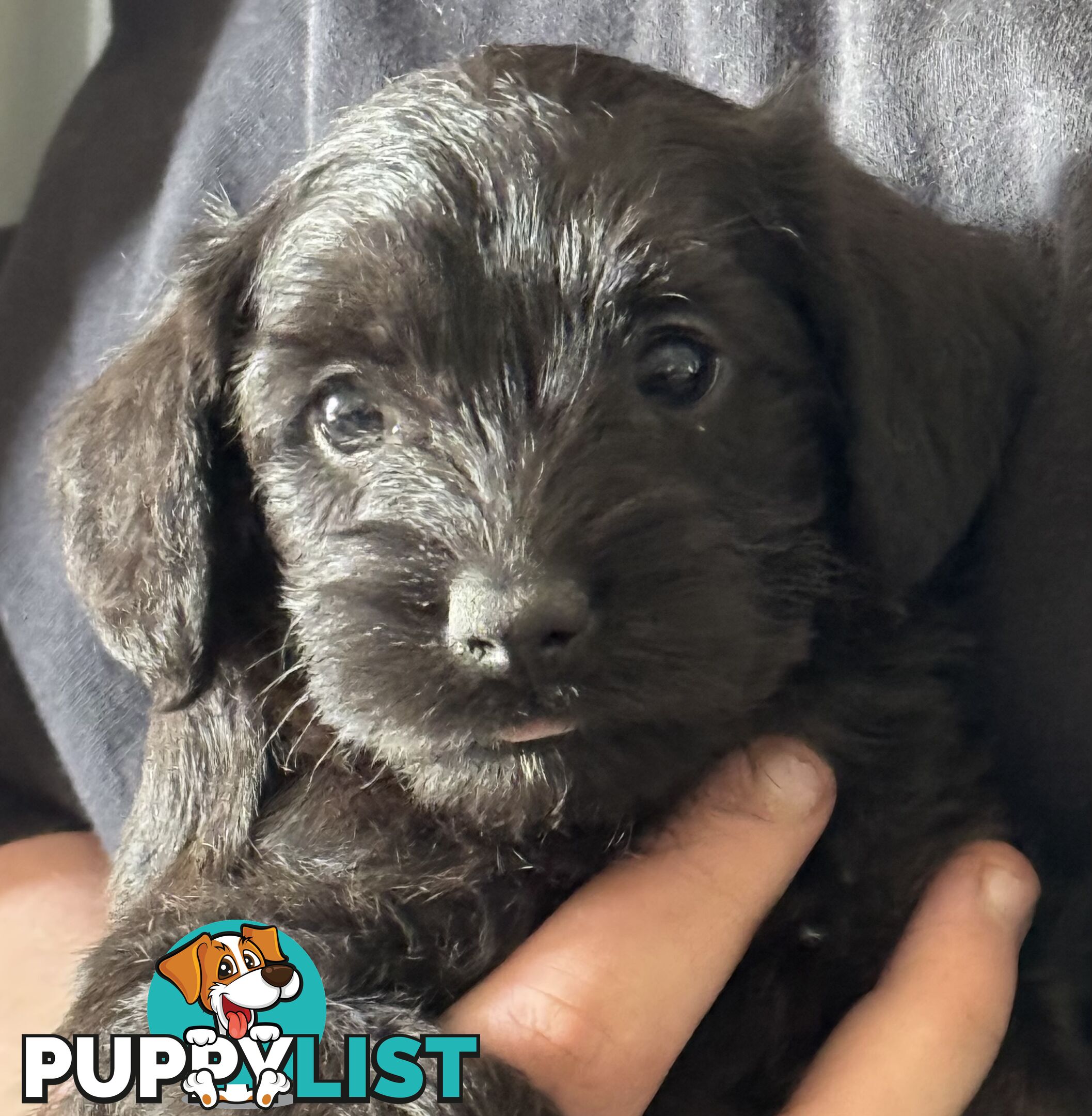 Schnoodle Puppies View Now