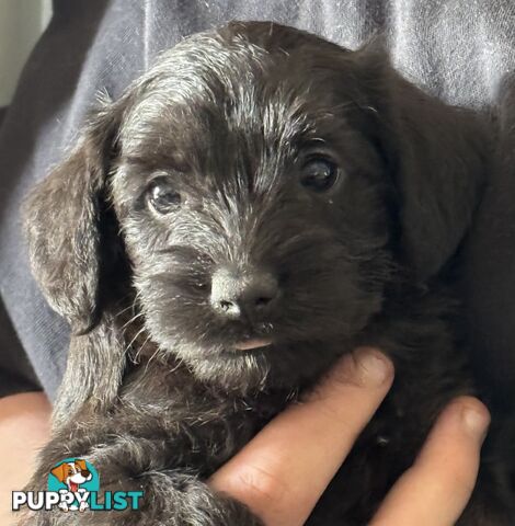 Schnoodle Puppies View Now