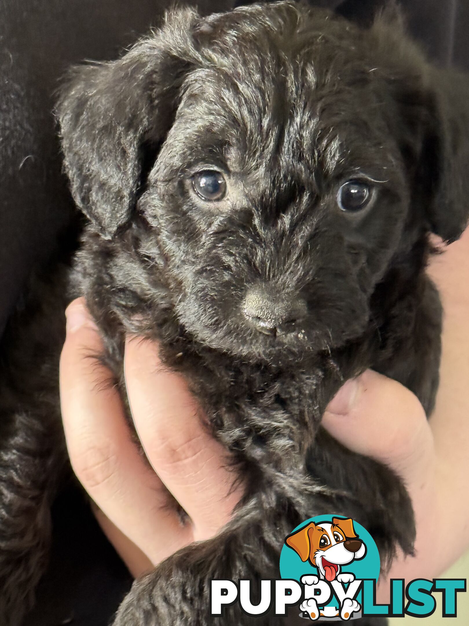 Schnoodle Puppies View Now