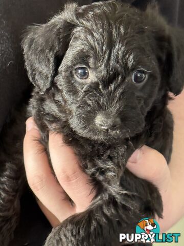 Schnoodle Puppies View Now