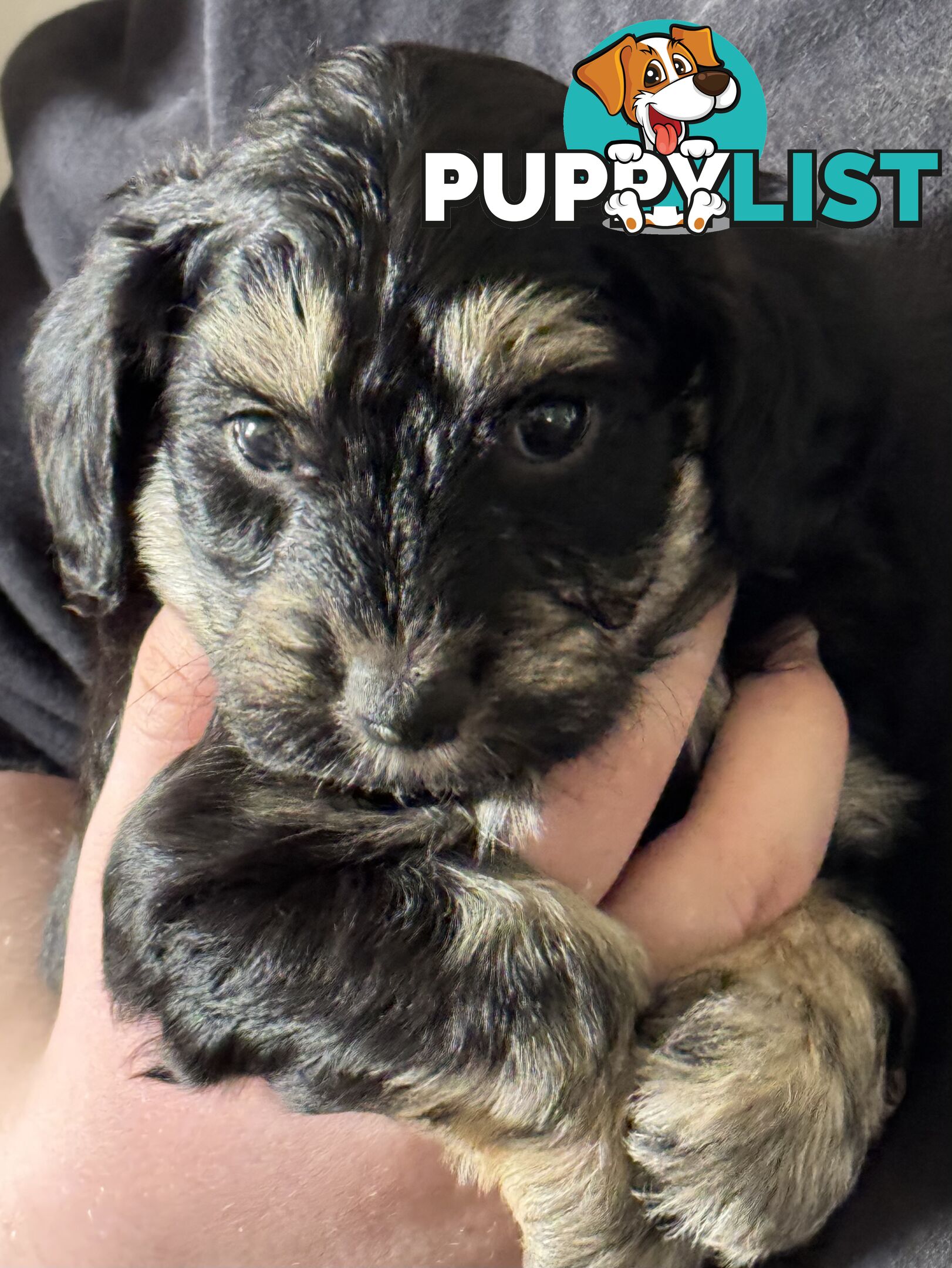 Schnoodle Puppies View Now