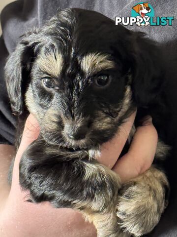 Schnoodle Puppies View Now